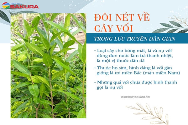 tác dụng của cây nước vối