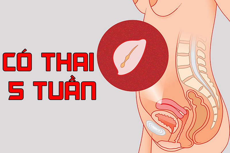 Sau khi thai hơn 4 tuần tuổi thì các chỉ số theo dõi mới bắt đầu được xác định