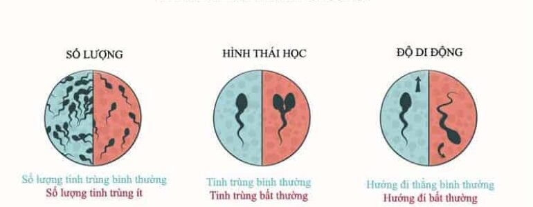 Ăn gì tốt cho tinh trùng? 9 thực phẩm tốt cho tinh trùng - Hello Bacsi