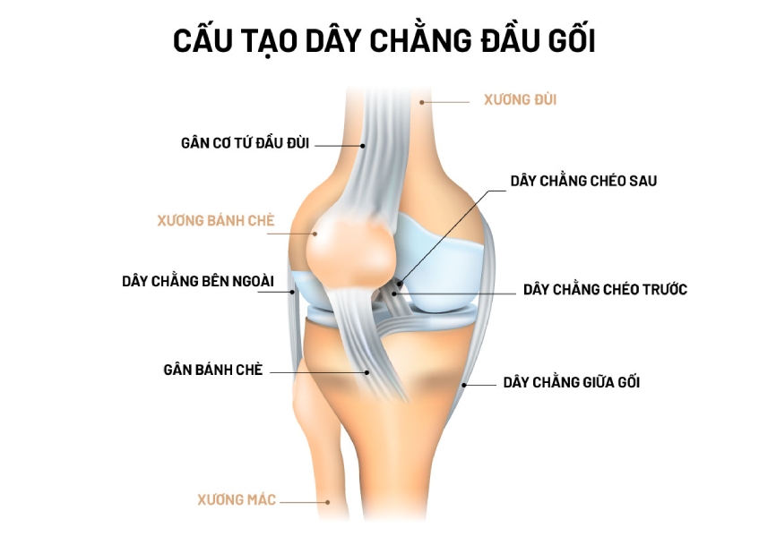 bài tập co gối