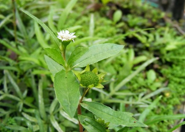 lông đẹn ở trẻ sơ sinh, cách trị lông đen cho trẻ sơ sinh, cách chữa lông đẹn ở trẻ sơ sinh, cách đánh lông đẹn cho trẻ sơ sinh, cách trị lông đẹn ở trẻ sơ sinh, lông đẹn ở trẻ sơ sinh là gì, cách làm hết lông đẹn ở trẻ sơ sinh, đánh lông đẹn bằng lòng trắng trứng, lông đẹn ở trẻ, trẻ sơ sinh bị đẹn lưng, cách tẩy lông đẹn cho trẻ sơ sinh, trẻ sơ sinh bị lông đẹn, cách chữa lông đẹn trẻ sơ sinh, lông đen của trẻ sơ sinh, chữa lông đẹn ở trẻ sơ sinh, cách đánh lông đẹn cho bé, đánh lông đẹn, lông cáy ở trẻ sơ sinh, đánh đẹn cho trẻ sơ sinh, lông đẹn, cách làm rụng lông đẹn cho trẻ sơ sinh, lông đẹn là gì, lá trầu chà lưng trẻ sơ sinh, đánh lông đẹn bằng lá trầu, cách chữa lông đẹn cho trẻ sơ sinh, cách tẩy lông cáy ở trẻ sơ sinh, đánh lông đẹn cho trẻ sơ sinh, đẹn lông ở trẻ sơ sinh, cách trị lông cáy ở trẻ sơ sinh, có nên tẩy lông đẹn cho trẻ sơ sinh, cách chữa lông đẹn, lông đẹn trẻ sơ sinh, nhổ lông lưng trẻ sơ sinh, trẻ sơ sinh lông đẹn, cách hết lông đẹn ở trẻ sơ sinh, cách trị lông đẹn cho trẻ sơ sinh, cách đánh lông đẹn bằng lòng trắng trứng, lông đen ở trẻ sơ sinh, nhổ lông đẹn cho bé, cách đánh đẹn cho trẻ sơ sinh, cách lấy lông đẹn cho trẻ sơ sinh, trẻ sơ sinh có lông đẹn, lông cáy trẻ sơ sinh, trị lông đẹn cho trẻ sơ sinh, cách trị lông đen ở trẻ sơ sinh, đánh đẹn, tẩy lông đen cho trẻ sơ sinh, cách làm sạch lông đẹn cho trẻ sơ sinh, trẻ sơ sinh bị đẹn lông, trẻ bị lông đẹn, lông bẹn, lông đẹn sơ sinh, đánh lông đẹn cho bé, cách đánh lông đẹn cho trẻ, nhổ lông lưng cho trẻ sơ sinh, cạo lông lưng cho trẻ sơ sinh, làm sao để hết lông đẹn ở trẻ sơ sinh, cách nhổ lông lưng cho trẻ sơ sinh, bé sơ sinh bị lông lưng, đánh lông đẹn, đánh lông đẹn bằng lá trầu, cách tẩy lông tơ cho trẻ sơ sinh, lễ đẹn cho trẻ sơ sinh, trẻ sơ sinh có lông ở vành tai, trẻ mọc nhiều lông ở lưng, cách làm rụng lông tơ ở trẻ sơ sinh, bé 3 tuổi có nhiều lông, cách tẩy lông cho trẻ sơ sinh, trị lông đẹn ở trẻ sơ sinh, cách tẩy lông măng cho trẻ sơ sinh, tẩy lông đẹn cho bé, cách tẩy lông lưng cho trẻ sơ sinh, cách hết lông đẹn sinh, tắm lá gì để rụng lông, mẹo lông mày đen cho trẻ sơ sinh