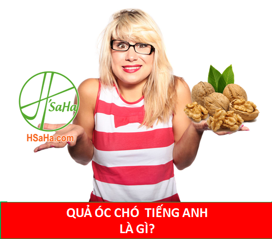 qua-oc-cho-tieng-anh-la-gi-vua-qua-oc-cho-2