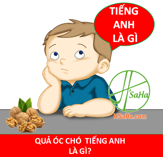 qua-oc-cho-tieng-anh-la-gi-vua-qua-oc-cho-1