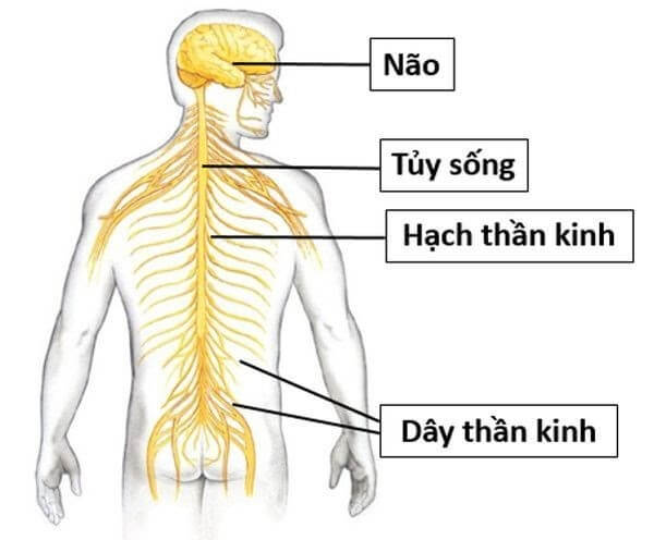 Hệ nội tiết