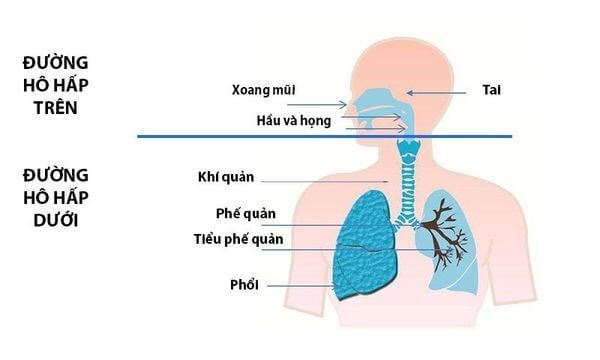 Hệ vận động