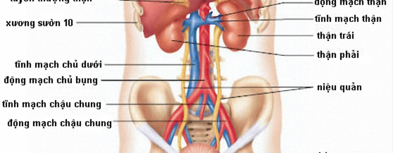 Sơ đồ nội tạng người, những cơn qua vị trí nội tạng cơ thể