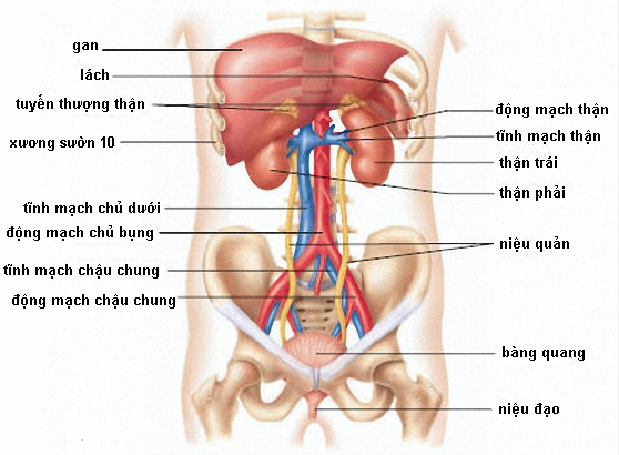 Sơ đồ nội tạng người