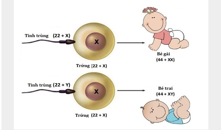 Giới tính của thai nhi phụ thuộc vào việc tinh trùng mang nhiễm sắc thể nào gặp được trứng