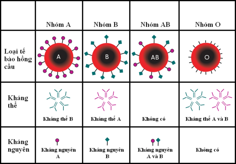 4 nhóm máu thuộc hệ ABO