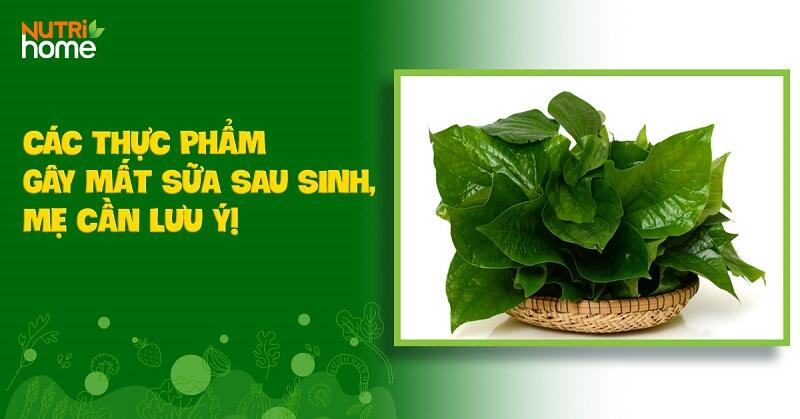 thực phẩm làm mất sữa, lá lốt