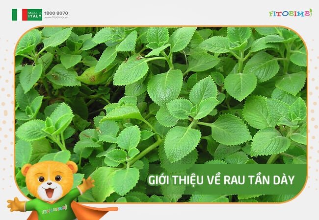 Rau tần còn được gọi là húng chanh