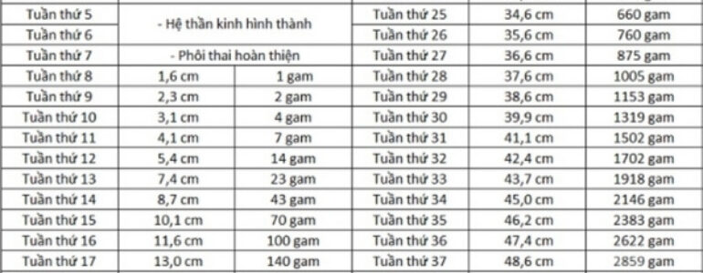 Thai 18 tuần nặng bao nhiêu thì đạt chuẩn?