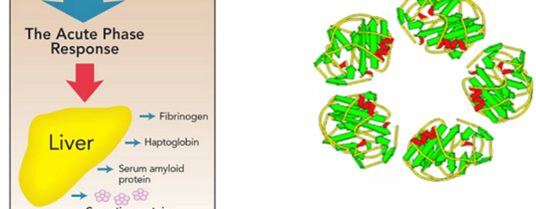 Xét nghiệm hs-CRP(high-sensitivity C-Reactive Protein)