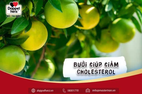 Bưởi giúp giảm cholesterol