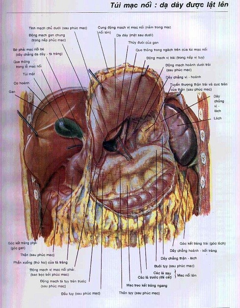 Giải phẫu dạ dày