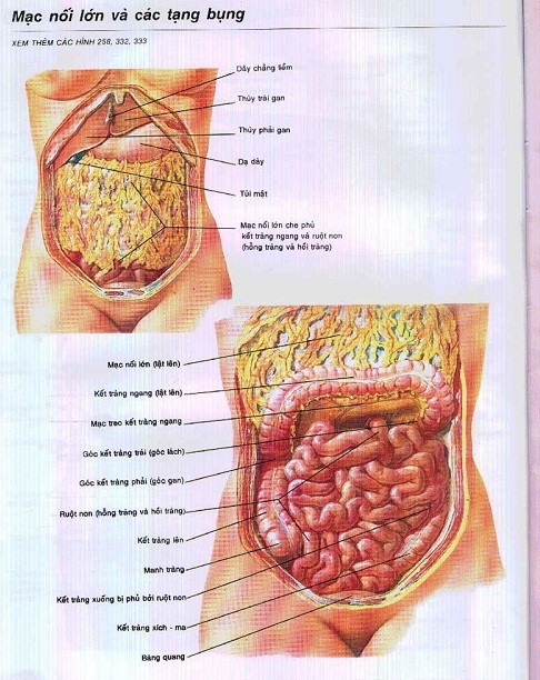 Mạc nối lớn và các tạng bụng