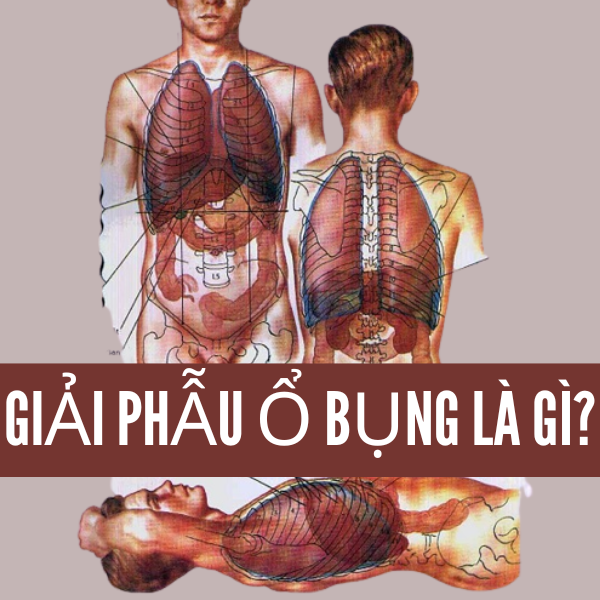 Giải phẫu ổ bụng là gì?