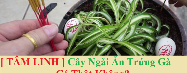 [ TÂM LINH ] Cây Ngải Ăn Trứng Gà Có Thật Không? - Stcpharco.com