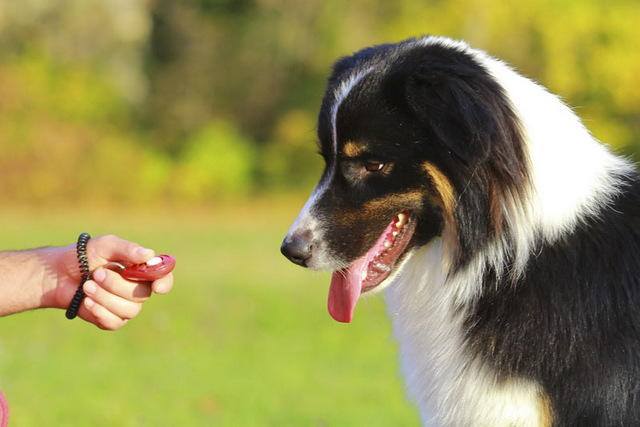 Với phương pháp Clicker, bạn có thể dễ dàng training pet yêu