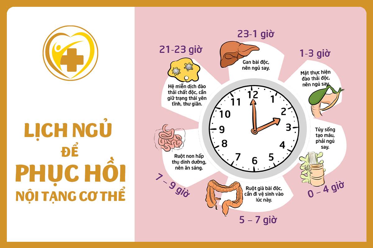 lịch ngủ hồi phục nội tạng