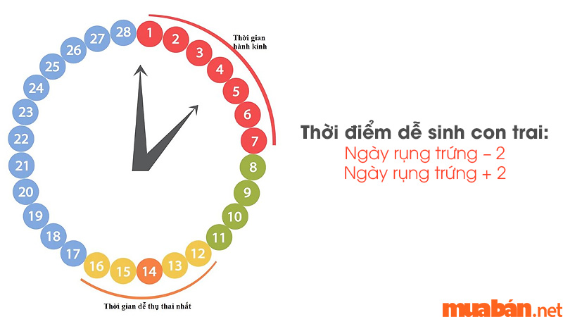 Thụ thai vào thời điểm rụng trứng giúp tăng khả năng sinh con trai