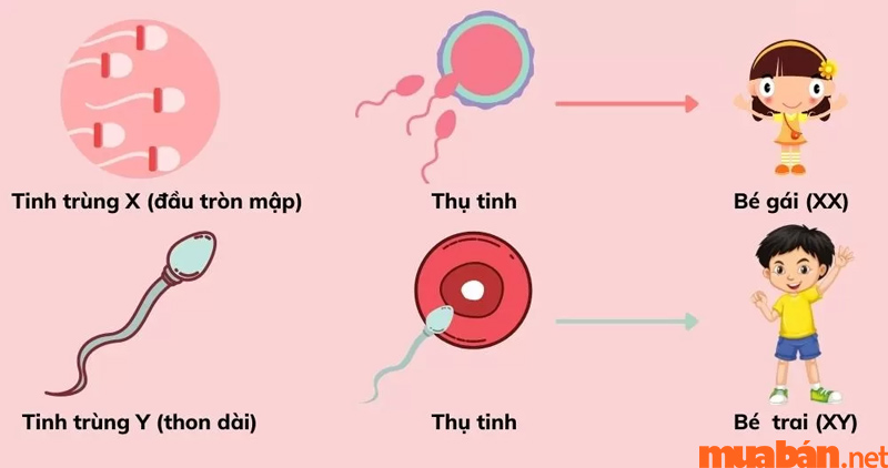 Yếu tố xác định giới tính thai nhi