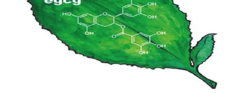 Trà xanh - công dụng và cách dùng đúng để mang lại lợi ích cho